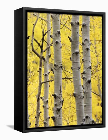 Aspen Trunks and Fall Foliage, Near Telluride, Colorado, United States of America, North America-James Hager-Framed Stretched Canvas
