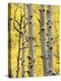 Aspen Trunks and Fall Foliage, Near Telluride, Colorado, United States of America, North America-James Hager-Stretched Canvas