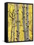 Aspen Trunks and Fall Foliage, Near Telluride, Colorado, United States of America, North America-James Hager-Framed Stretched Canvas