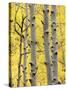 Aspen Trunks and Fall Foliage, Near Telluride, Colorado, United States of America, North America-James Hager-Stretched Canvas
