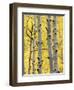 Aspen Trunks and Fall Foliage, Near Telluride, Colorado, United States of America, North America-James Hager-Framed Photographic Print