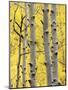 Aspen Trunks and Fall Foliage, Near Telluride, Colorado, United States of America, North America-James Hager-Mounted Photographic Print