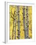 Aspen Trunks and Fall Foliage, Near Telluride, Colorado, United States of America, North America-James Hager-Framed Photographic Print