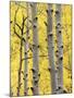 Aspen Trunks and Fall Foliage, Near Telluride, Colorado, United States of America, North America-James Hager-Mounted Photographic Print