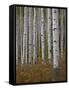 Aspen Trunks in the Fall, White River National Forest, Colorado, USA-James Hager-Framed Stretched Canvas