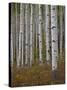 Aspen Trunks in the Fall, White River National Forest, Colorado, USA-James Hager-Stretched Canvas