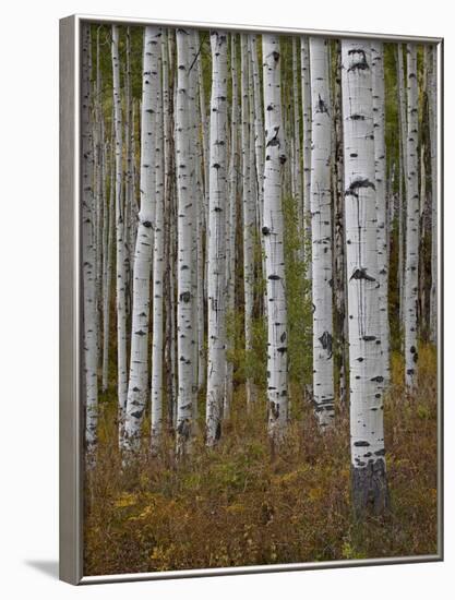 Aspen Trunks in the Fall, White River National Forest, Colorado, USA-James Hager-Framed Photographic Print