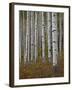 Aspen Trunks in the Fall, White River National Forest, Colorado, USA-James Hager-Framed Photographic Print