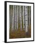 Aspen Trunks in the Fall, White River National Forest, Colorado, USA-James Hager-Framed Photographic Print