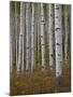 Aspen Trunks in the Fall, White River National Forest, Colorado, USA-James Hager-Mounted Photographic Print