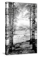 Aspen Vista-Scott Peck-Stretched Canvas
