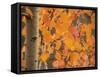 Aspen, with Stunning Red Autumn Foliage-null-Framed Stretched Canvas