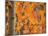 Aspen, with Stunning Red Autumn Foliage-null-Mounted Photographic Print