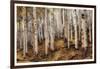 Aspen Woods-David Drost-Framed Photographic Print