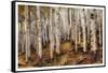 Aspen Woods-David Drost-Framed Stretched Canvas