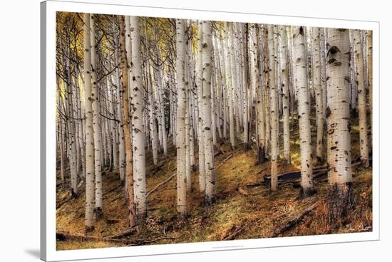 Aspen Woods-David Drost-Stretched Canvas