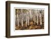 Aspen Woods-David Drost-Framed Photographic Print