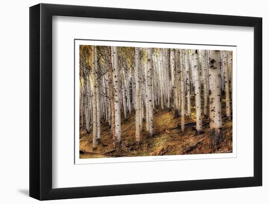 Aspen Woods-David Drost-Framed Photographic Print