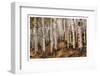 Aspen Woods-David Drost-Framed Photographic Print