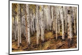 Aspen Woods-David Drost-Mounted Photographic Print