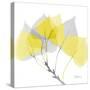 Aspen Yellow Gray-Albert Koetsier-Stretched Canvas