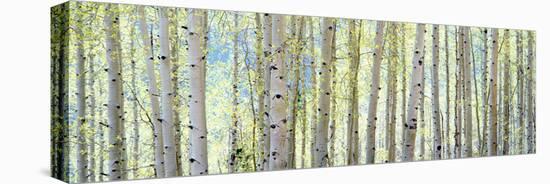 Aspen-Shelley Lake-Stretched Canvas