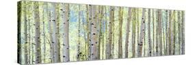 Aspen-Shelley Lake-Stretched Canvas