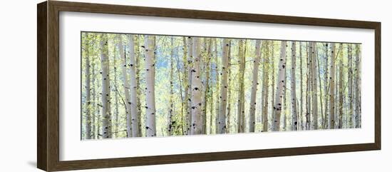 Aspen-Shelley Lake-Framed Photographic Print