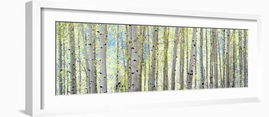 Aspen-Shelley Lake-Framed Photographic Print