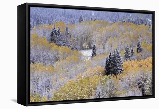 Aspens and Firs Blanketed with Snow-Darrell Gulin-Framed Stretched Canvas