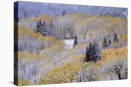 Aspens and Firs Blanketed with Snow-Darrell Gulin-Stretched Canvas