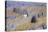 Aspens and Firs Blanketed with Snow-Darrell Gulin-Stretched Canvas