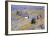 Aspens and Firs Blanketed with Snow-Darrell Gulin-Framed Photographic Print