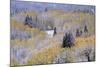 Aspens and Firs Blanketed with Snow-Darrell Gulin-Mounted Photographic Print