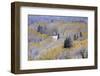 Aspens and Firs Blanketed with Snow-Darrell Gulin-Framed Photographic Print