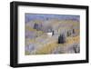 Aspens and Firs Blanketed with Snow-Darrell Gulin-Framed Photographic Print