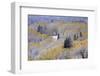 Aspens and Firs Blanketed with Snow-Darrell Gulin-Framed Photographic Print