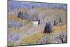 Aspens and Firs Blanketed with Snow-Darrell Gulin-Mounted Photographic Print