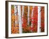 Aspens and Maples-Elizabeth Carmel-Framed Photographic Print