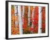 Aspens and Maples-Elizabeth Carmel-Framed Photographic Print