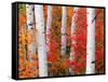 Aspens and Maples-Elizabeth Carmel-Framed Stretched Canvas