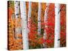 Aspens and Maples-Elizabeth Carmel-Stretched Canvas