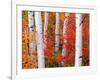 Aspens and Maples-Elizabeth Carmel-Framed Photographic Print