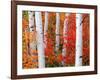 Aspens and Maples-Elizabeth Carmel-Framed Photographic Print