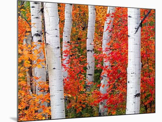 Aspens and Maples-Elizabeth Carmel-Mounted Photographic Print