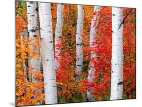 Aspens and Maples-Elizabeth Carmel-Mounted Photographic Print