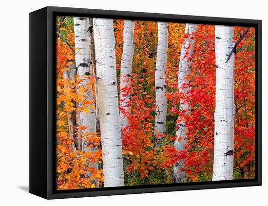 Aspens and Maples-Elizabeth Carmel-Framed Stretched Canvas