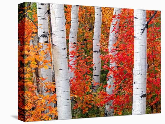 Aspens and Maples-Elizabeth Carmel-Stretched Canvas