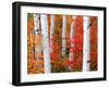 Aspens and Maples-Elizabeth Carmel-Framed Photographic Print