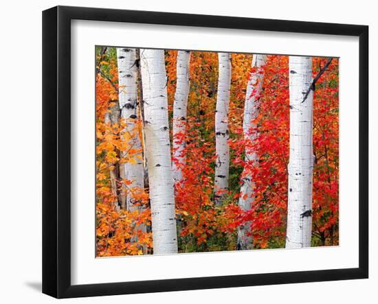 Aspens and Maples-Elizabeth Carmel-Framed Photographic Print